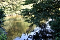 IMG_1568明治神宮２.jpgのサムネール画像のサムネール画像