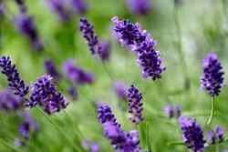 images-28.jpegのサムネール画像