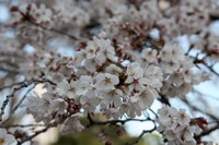 IMG_1313.jpgのサムネール画像