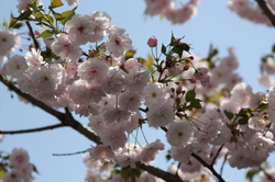 IMG_1387.JPGのサムネール画像のサムネール画像