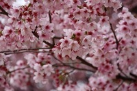 IMG_1922.jpgのサムネール画像