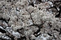 IMG_1929.jpgのサムネール画像