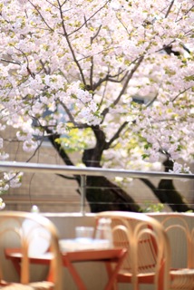 _MG_0158_2さくら３／２０１１.jpgのサムネール画像