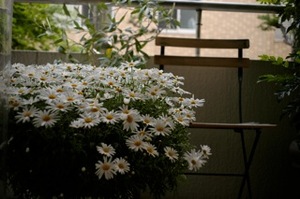 _マーガレットEPS0822.jpgのサムネール画像