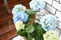 aji2.jpgのサムネール画像