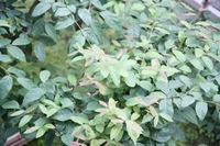 shin.jpgのサムネール画像