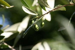 IMG_2898.jpegのサムネール画像