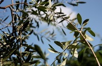 IMG_2902.jpegのサムネール画像