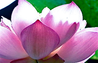 pict00301231.jpgのサムネール画像