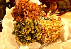 P9251027.jpegのサムネール画像