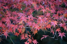 IMG_0179.jpegのサムネール画像