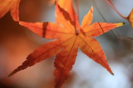 IMG_0186.jpegのサムネール画像