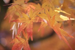 IMG_0187.jpegのサムネール画像