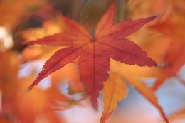 IMG_0188.jpegのサムネール画像