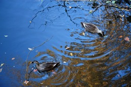 IMG_0809.jpegのサムネール画像