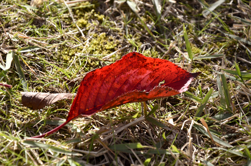 blog_pic236_1.jpgのサムネール画像