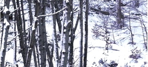 61F+BHn98rL._SS400_.jpegのサムネール画像