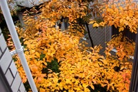 IMG_3809.jpegのサムネール画像