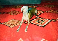 P3271965.jpegのサムネール画像