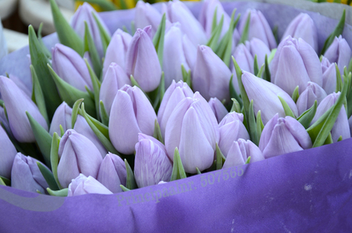 blog_pic249_1.jpgのサムネール画像