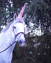 Web_Unicorn.jpgのサムネール画像