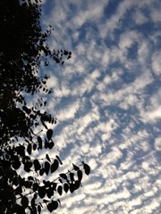 IMG_2966.jpegのサムネール画像