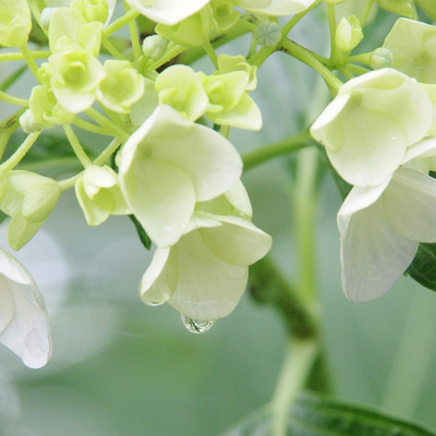 P6133514c.jpgのサムネール画像