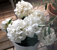 P1013902.jpegのサムネール画像