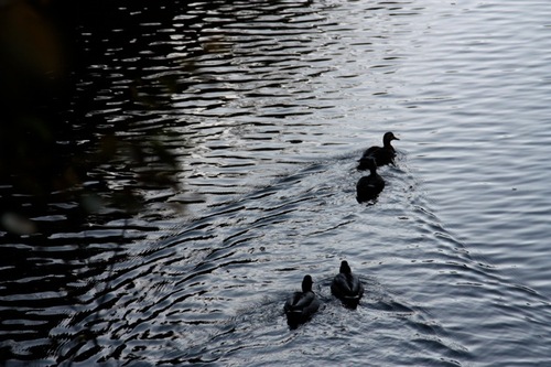 IMG_3945.jpegのサムネール画像