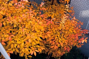 IMG_1724.jpegのサムネール画像