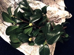 IMG_4611.jpegのサムネール画像