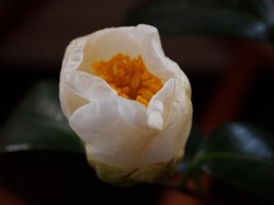 P1014449.jpegのサムネール画像