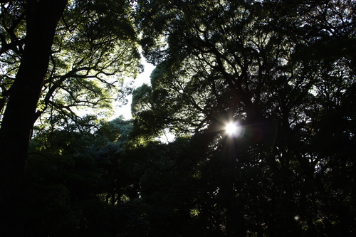 IMG_1562.JPGのサムネール画像