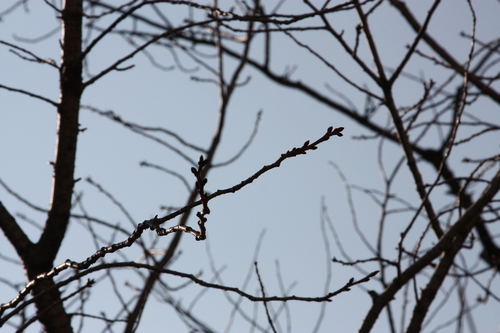 IMG_7721.JPGのサムネール画像