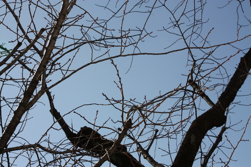 IMG_7775.JPGのサムネール画像