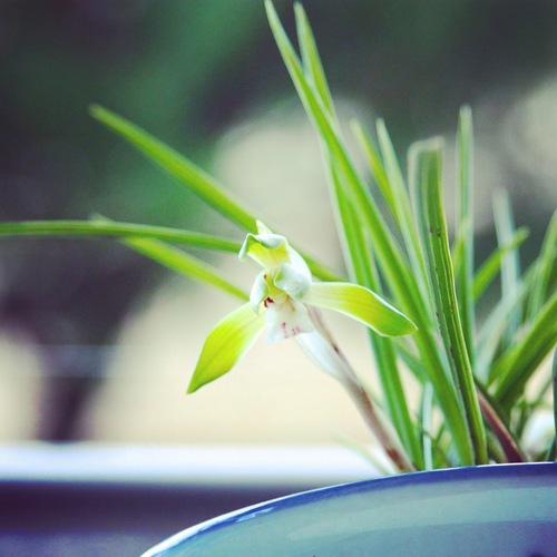 IMG_6591.JPGのサムネール画像