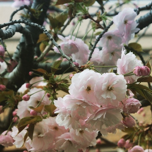 IMG_6756.JPGのサムネール画像