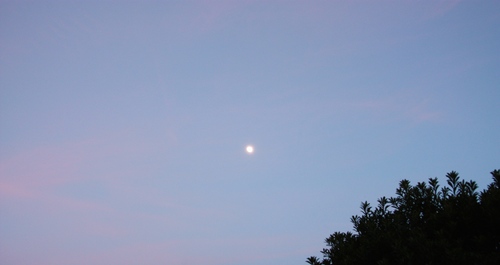 IMG_8810.JPGのサムネール画像