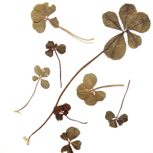 IMG_9204.JPGのサムネール画像