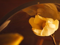 P1015810.JPGのサムネール画像