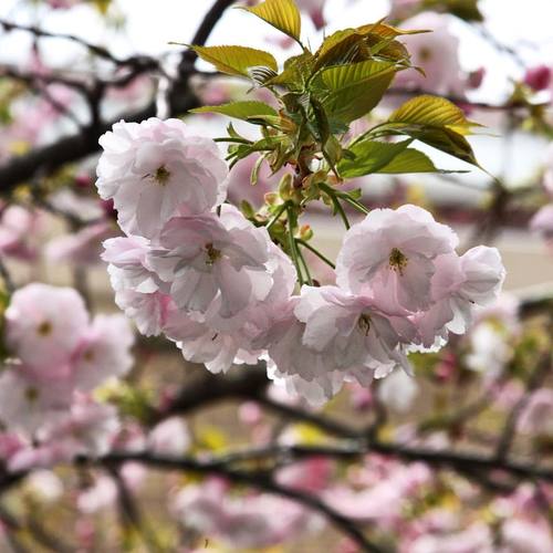 12891592_852897534819953_5617205279157516815_o.jpgのサムネール画像