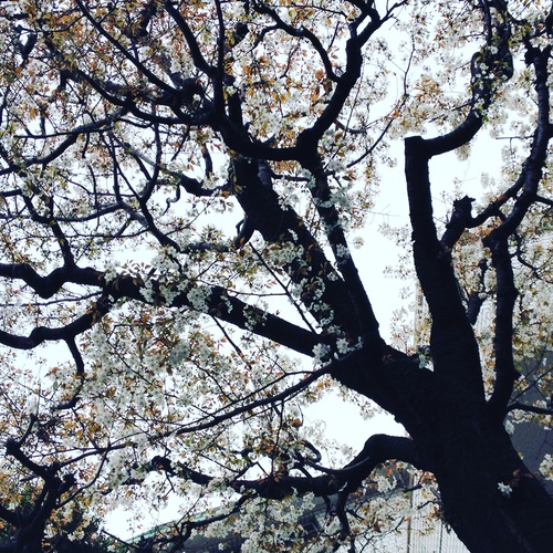 IMG_5470.JPGのサムネール画像