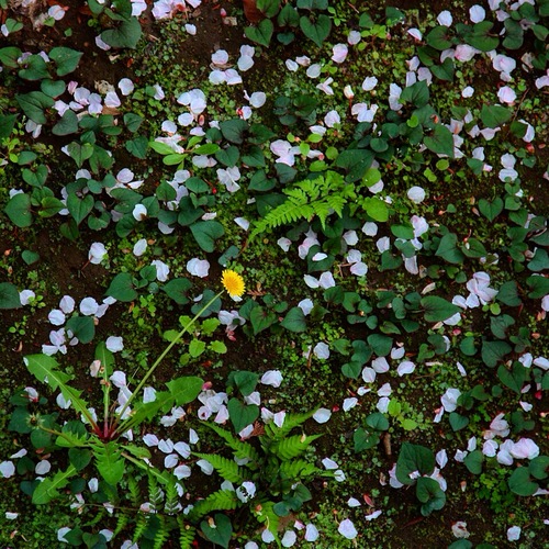 image1.JPGのサムネール画像