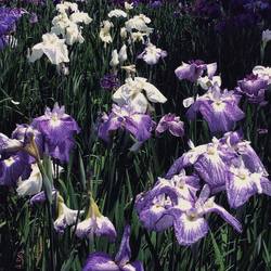 13320805_884865104956529_4497068075216607204_o.jpgのサムネール画像