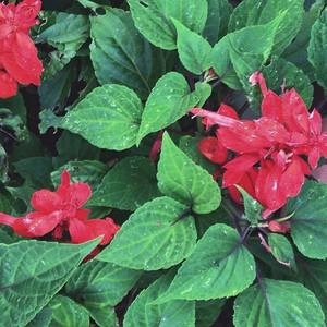 13466338_888386044604435_6665301917890316217_n.jpgのサムネール画像