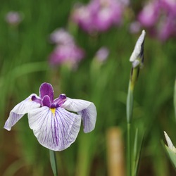 IMG_0085.jpgのサムネール画像