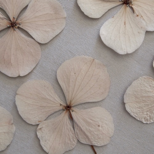 P1016059.jpgのサムネール画像