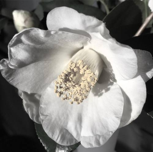 17310228_1116803031762734_8898424815713654477_o.jpgのサムネール画像