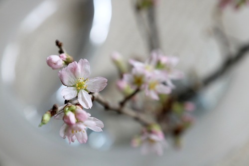 IMG_0581.jpgのサムネール画像