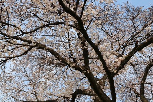 IMG_0831.jpgのサムネール画像